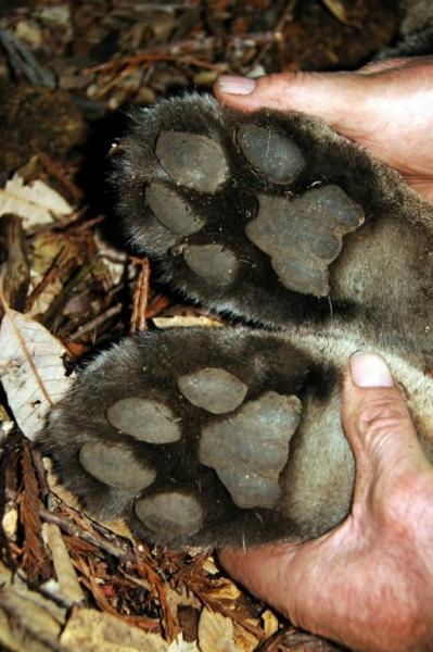 Photo 7 from FELIDAE CONSERVATION FUND